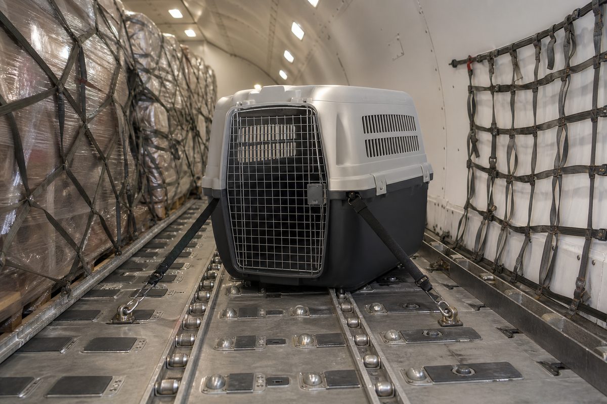 An IATA travel crate in an aircraft cargo hold for manifest pet cargo